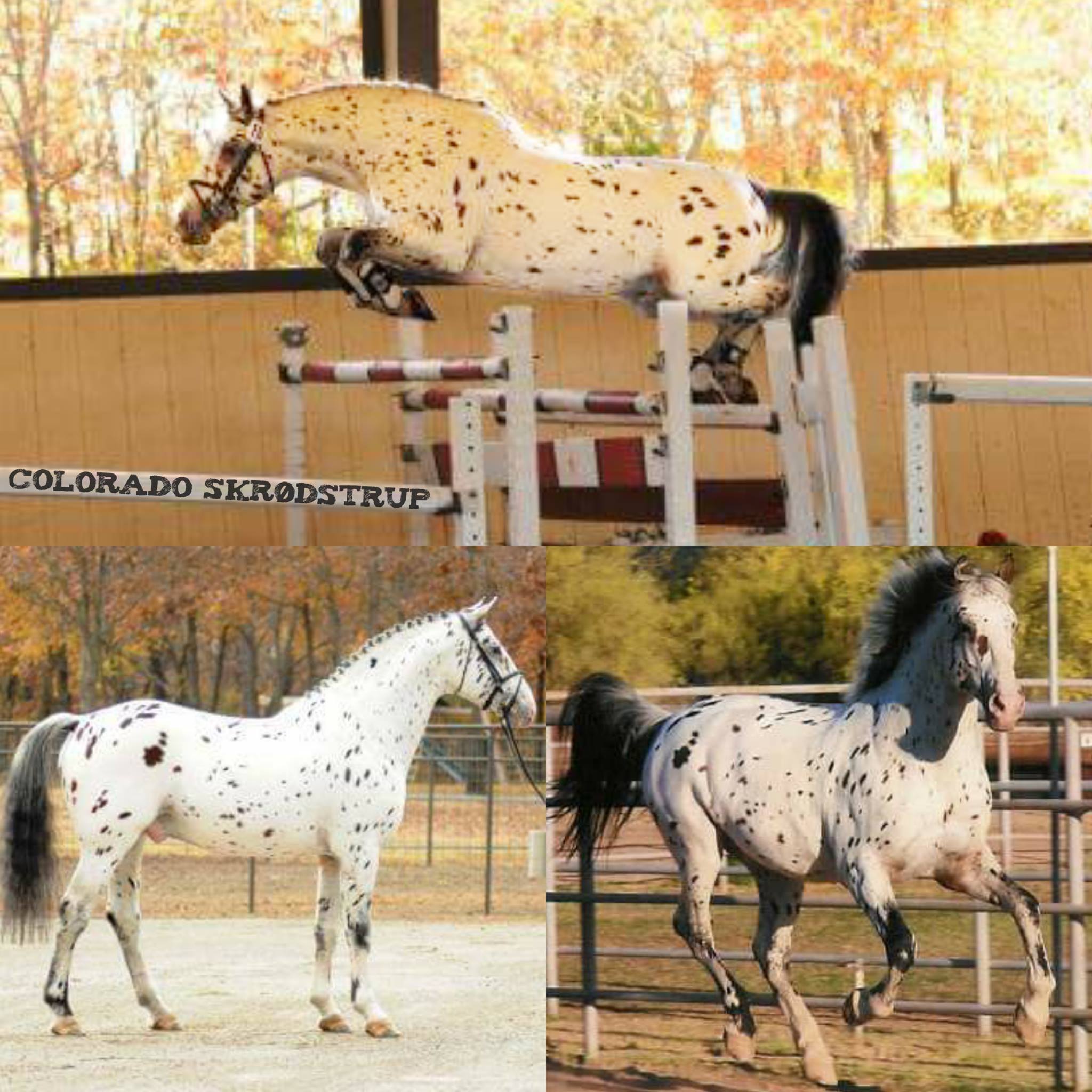 What Are Spotted Horses Called